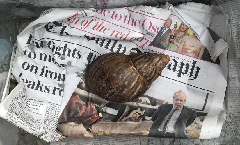 Exotic snail discovered alive in unmarked box in shipping center