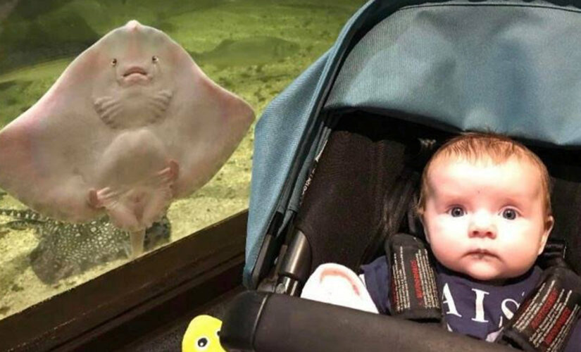 Stingray photobombs baby’s picture with matching expression