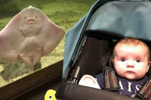 Stingray photobombs baby’s picture with matching expression