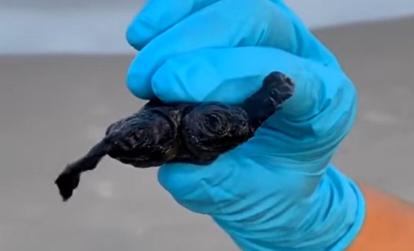 Two-headed turtle in North Carolina discovered by park ranger