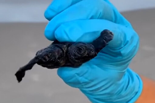 Two-headed turtle in North Carolina discovered by park ranger
