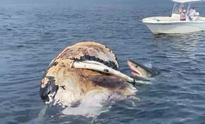 Great White sharks spotted feeding on humpback whale