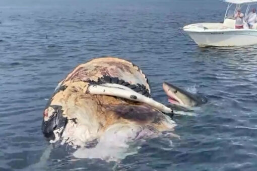 Great White sharks spotted feeding on humpback whale