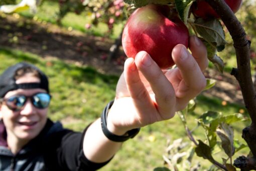 Head to these orchards to go apple picking this fall