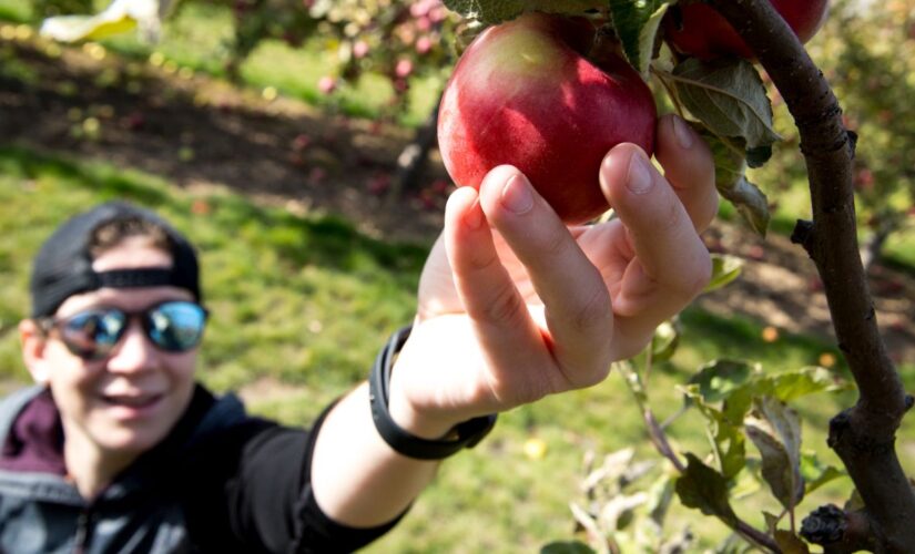 Head to these orchards to go apple picking this fall
