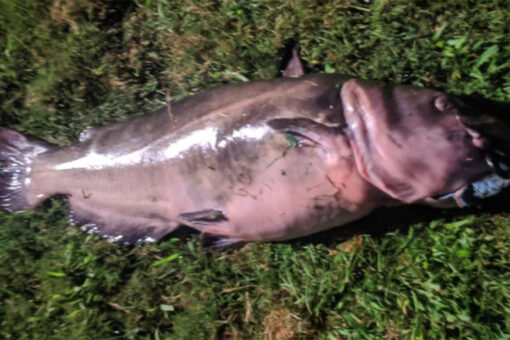 Fishing record revoked in Connecticut