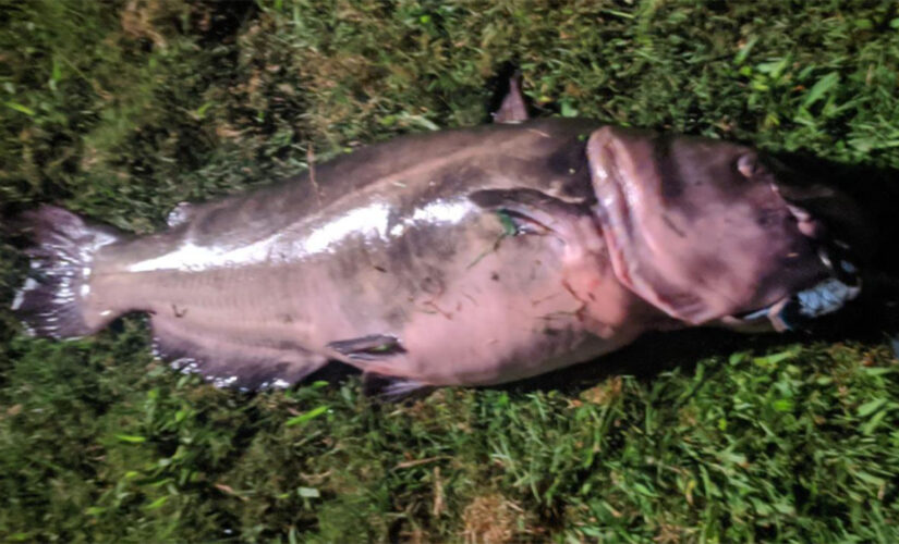 Fishing record revoked in Connecticut