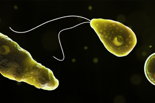 Child dead after infected by rare brain-eating amoeba found at Texas splash pad