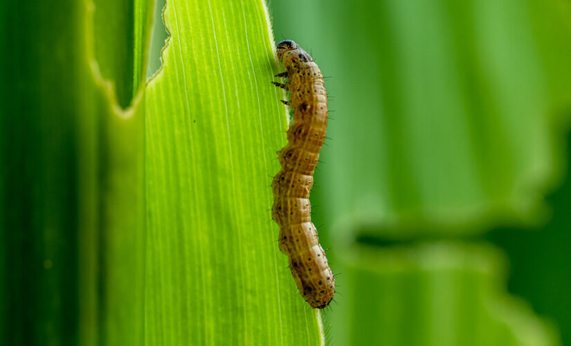 Insect invasion: Armyworms are coming for lawns