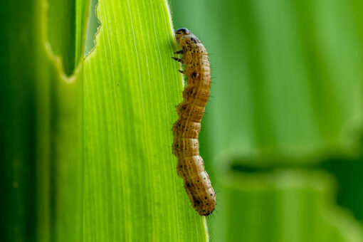Insect invasion: Armyworms are coming for lawns