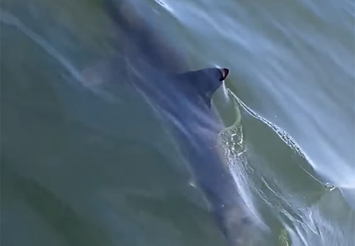Great White shark circles Coast Guard boat for several minutes