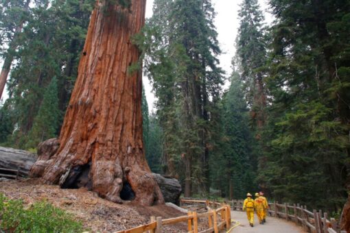 California wildfires threaten giant sequoias