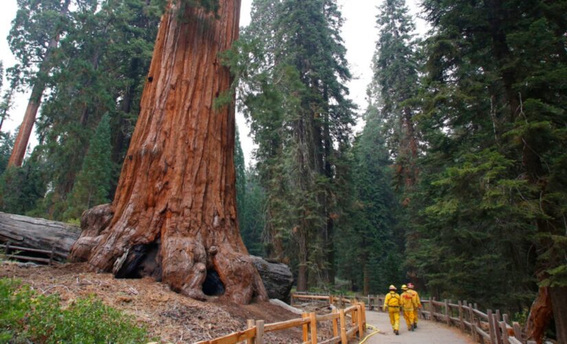 California wildfires threaten giant sequoias