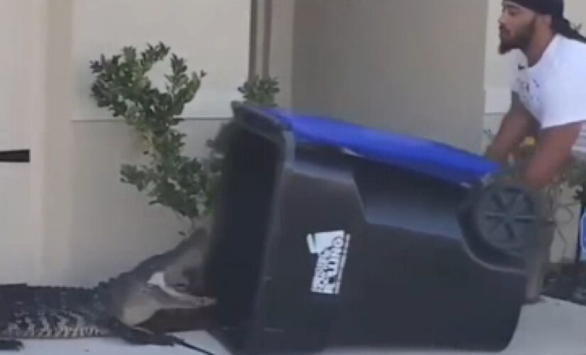 Florida man captures hissing alligator using trash bin in wild viral video