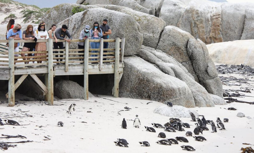 Swarm of bees kill more than 60 endangered penguins in South Africa