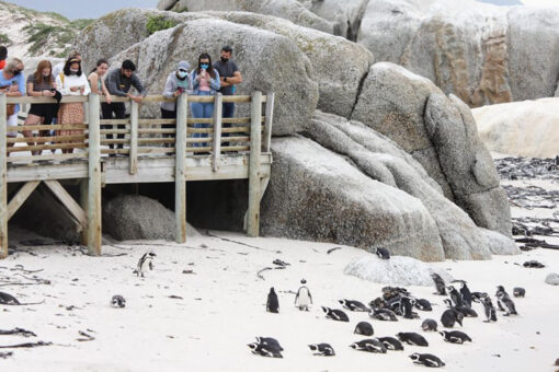 Swarm of bees kill more than 60 endangered penguins in South Africa