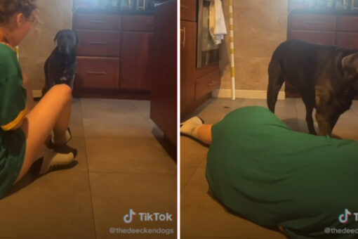 Dog reacts to owner’s fake choking in an unexpected way: ‘Certified dogter’