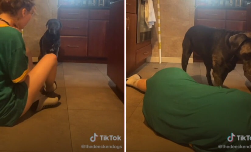 Dog reacts to owner’s fake choking in an unexpected way: ‘Certified dogter’