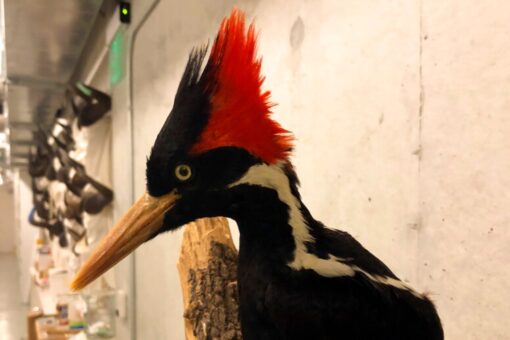 US officials say ivory-billed woodpecker, over 20 other species extinct