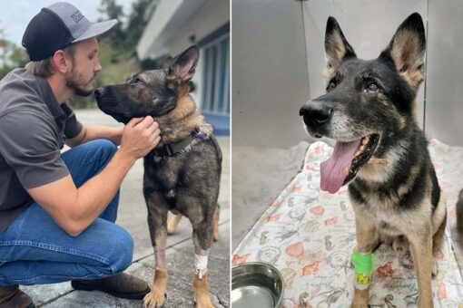 Florida sheriff praises K9s shot during arrest: took bullets meant for deputies