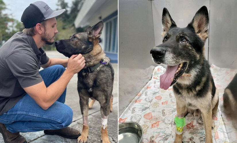 Florida sheriff praises K9s shot during arrest: took bullets meant for deputies