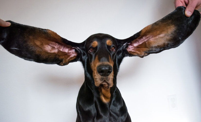 Dog earns Guinness World Record for longest ears