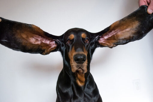 Dog earns Guinness World Record for longest ears
