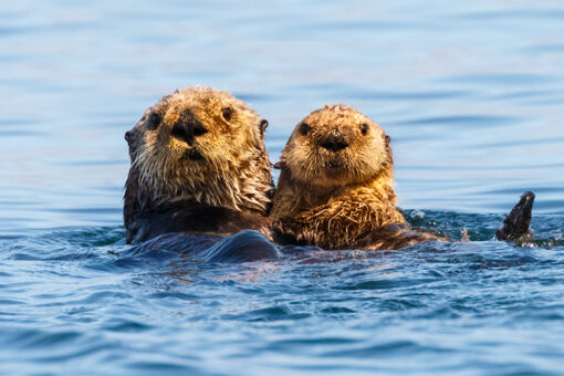 California aquarium, agencies work to develop sea otter tracker