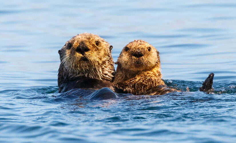 California aquarium, agencies work to develop sea otter tracker