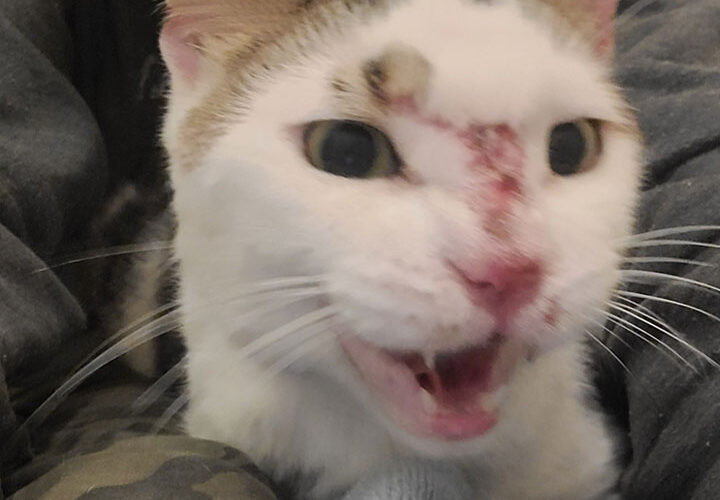 Lost cat lives on JFK airport runway for over two weeks before getting rescued