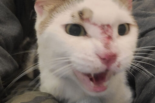 Lost cat lives on JFK airport runway for over two weeks before getting rescued