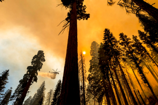 Sequoia National Park’s ‘Four Guardsmen’ trees protected from fire