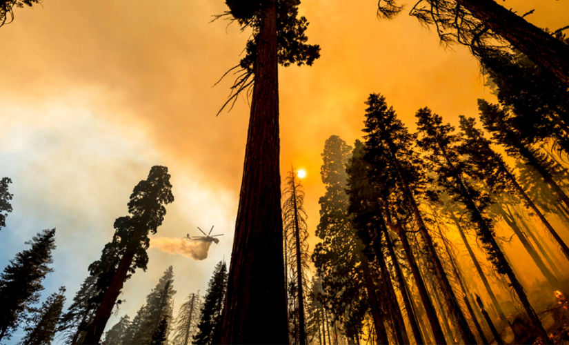 Sequoia National Park’s ‘Four Guardsmen’ trees protected from fire