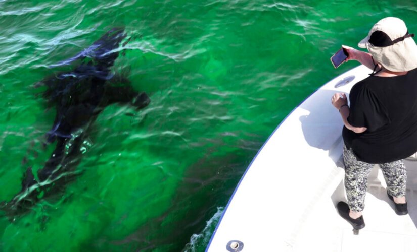 Shark tourism benefits Cape Cod community