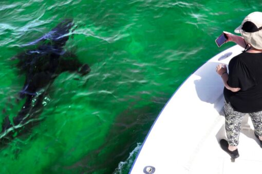 Shark tourism benefits Cape Cod community