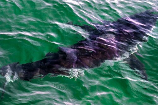 More than a third of shark species threatened with extinction