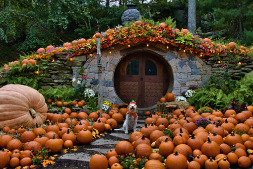 The best pumpkin patches for fall fun in America
