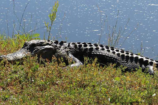 South Carolina alligator attack on woman ends after neighbor whacks creature with shovel