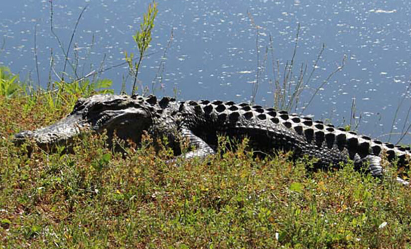 South Carolina alligator attack on woman ends after neighbor whacks creature with shovel