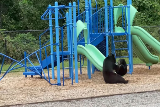 Teacher catches mother bear and cub playing on school playground
