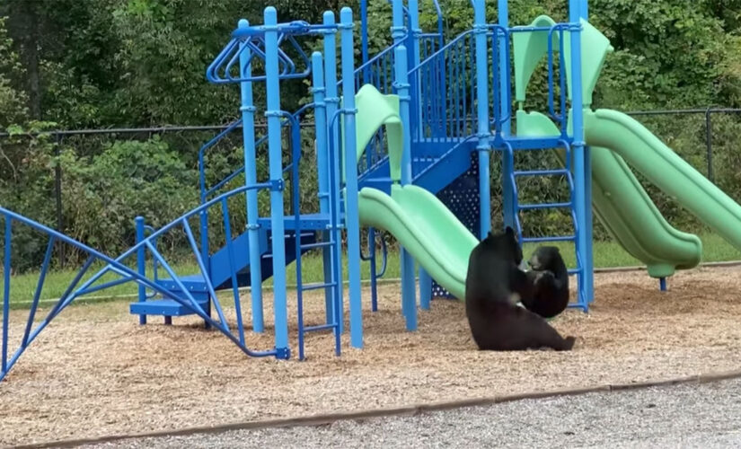 Teacher catches mother bear and cub playing on school playground