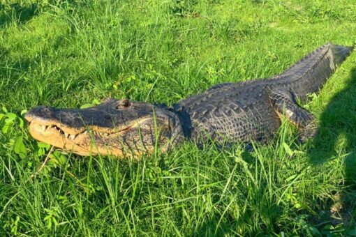 Mississippi alligator contained 6,000-year-old artifact in stomach