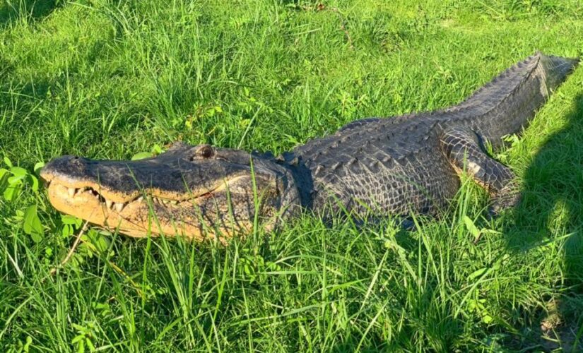 Mississippi alligator contained 6,000-year-old artifact in stomach