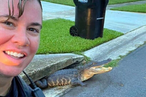 Smiling alligator ‘photobombs’ Florida officer while trapped in sewer drain
