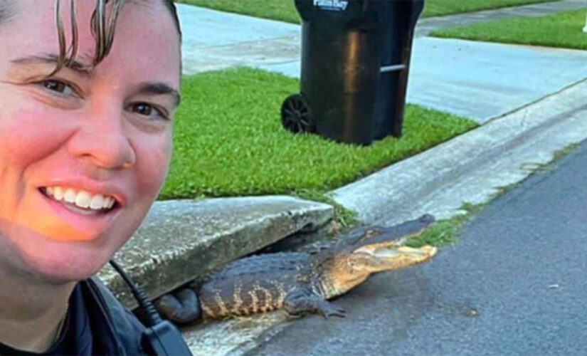 Smiling alligator ‘photobombs’ Florida officer while trapped in sewer drain