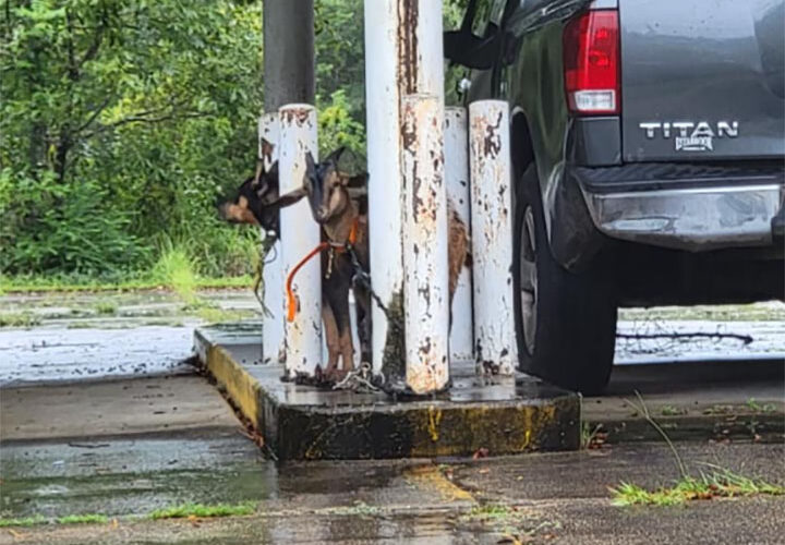 Ahead of Hurricane Ida,. Mississippi police find goat, dog and car abandoned at empty bank