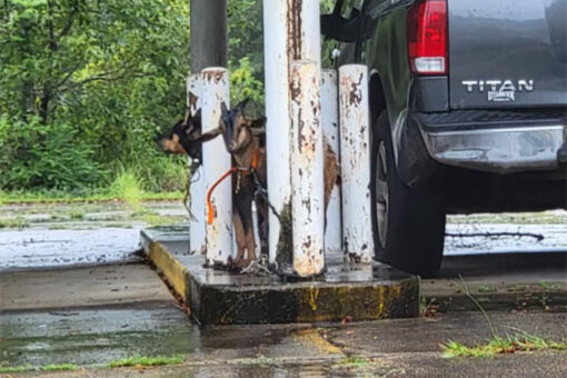 Ahead of Hurricane Ida,. Mississippi police find goat, dog and car abandoned at empty bank