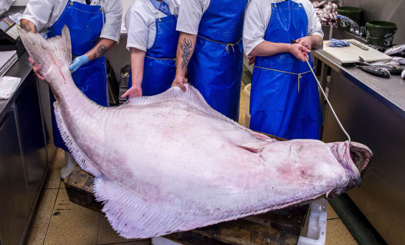 Massive halibut weighing 287 pounds sells for nearly $1,400