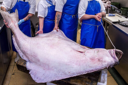 Massive halibut weighing 287 pounds sells for nearly $1,400