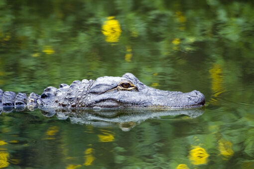 Search continues for Louisiana man whose arm was torn off by alligator